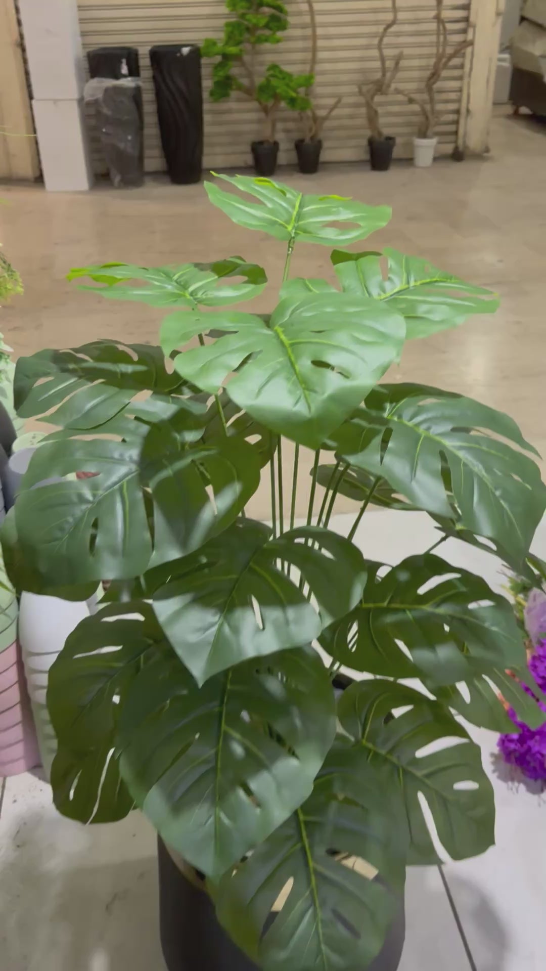 New Monstera plant