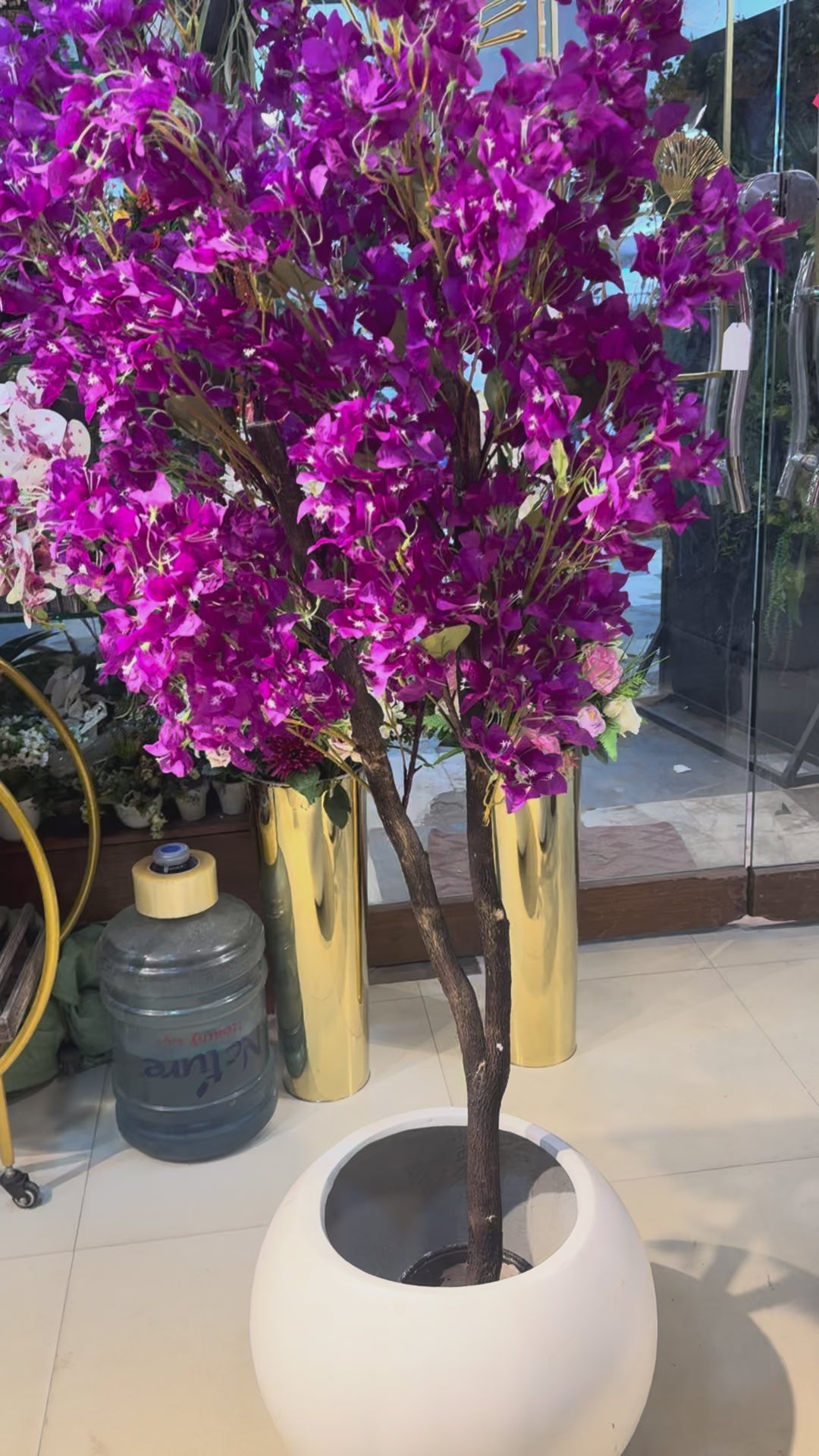 Bougainvillea Plant Premium