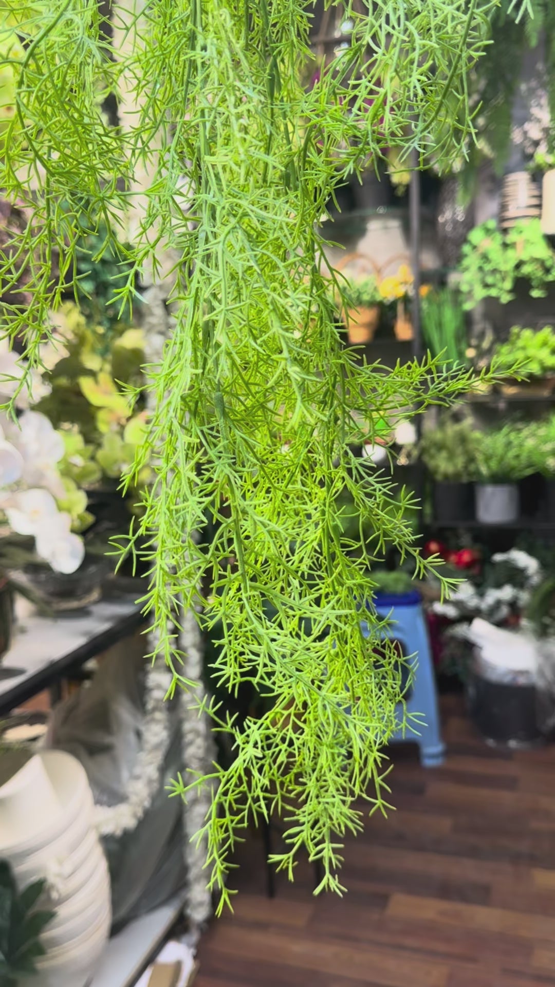 Forest Drop Vines