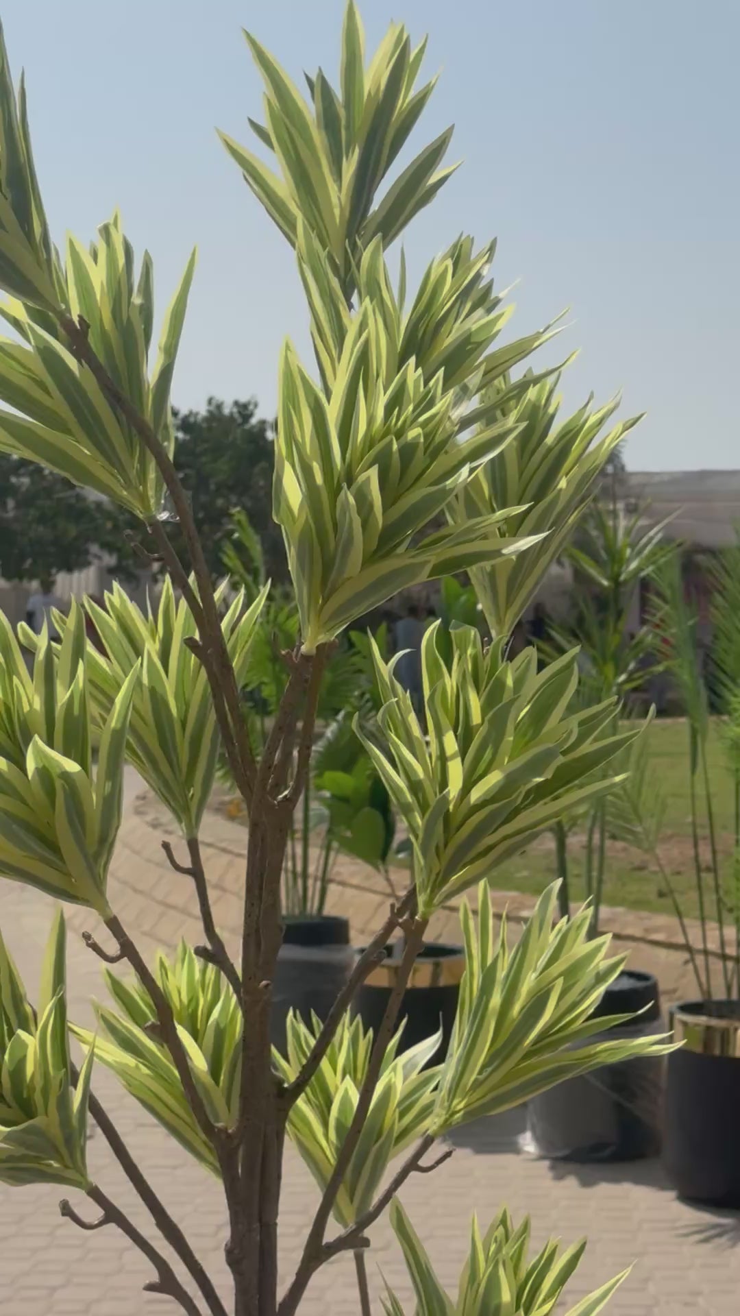 Variegated draccena plant