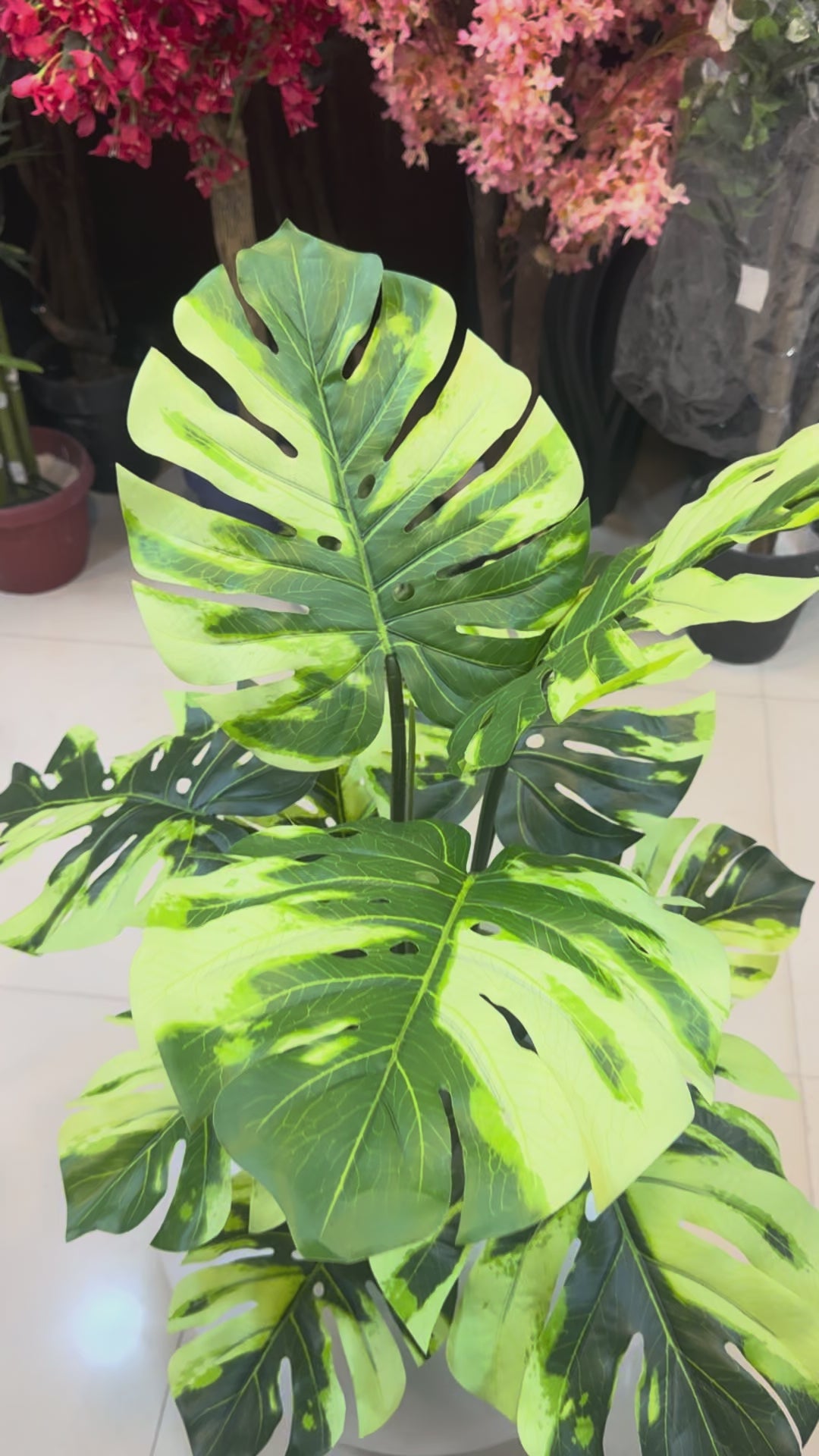 Premium Monstera plant