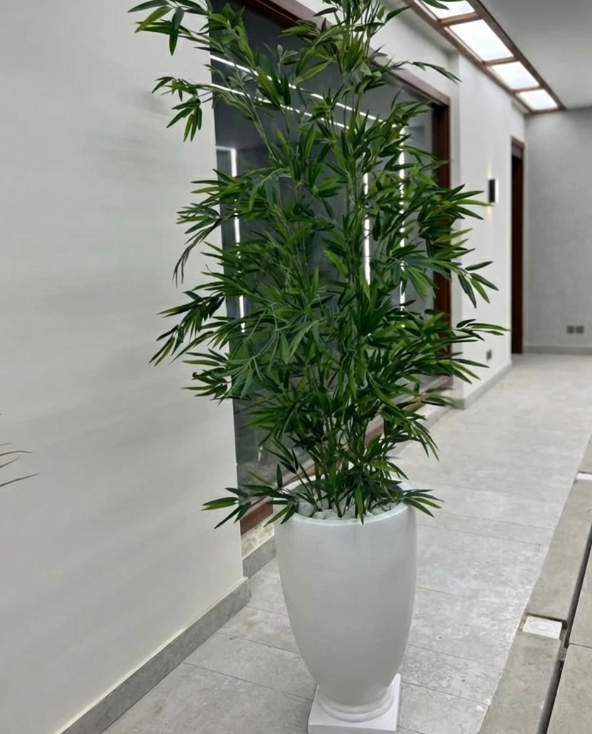 Bamboo Plant with Oval Planter