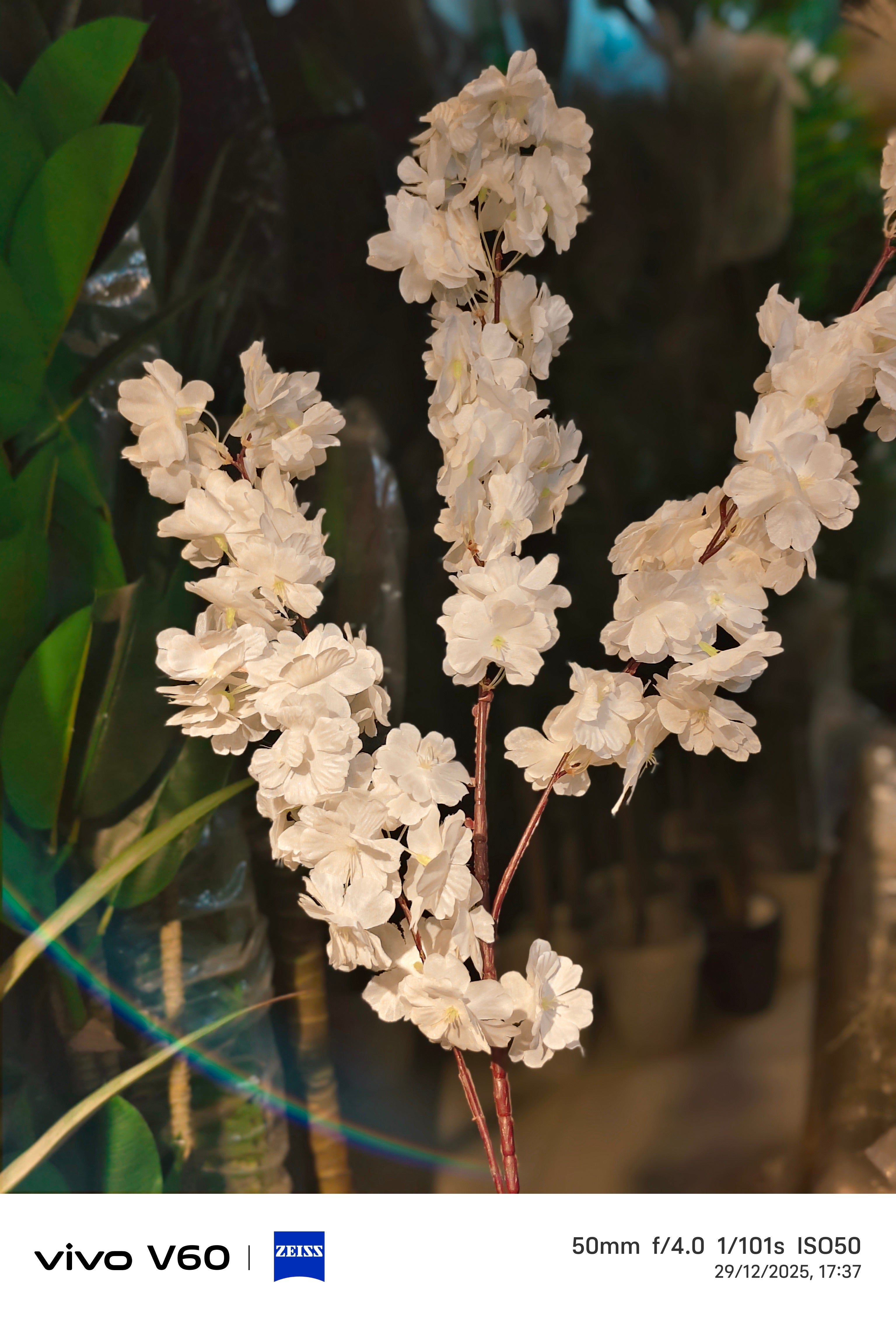 CHERRY blossom Stems