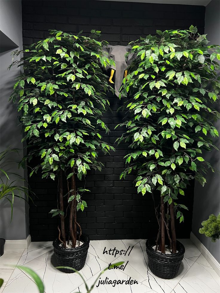 Imported Jumbo Ficus plant