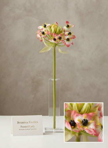 Premium Painted Lady stem
