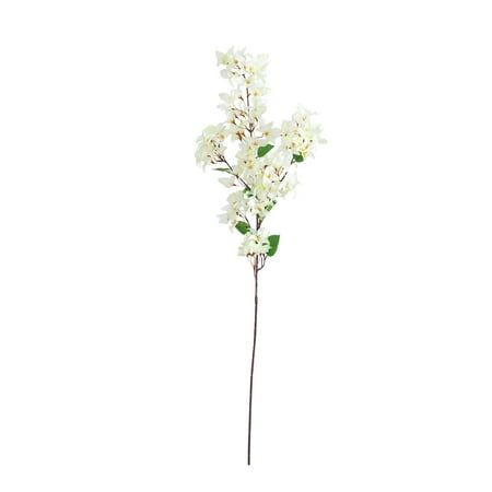 Bougainvilleas stems