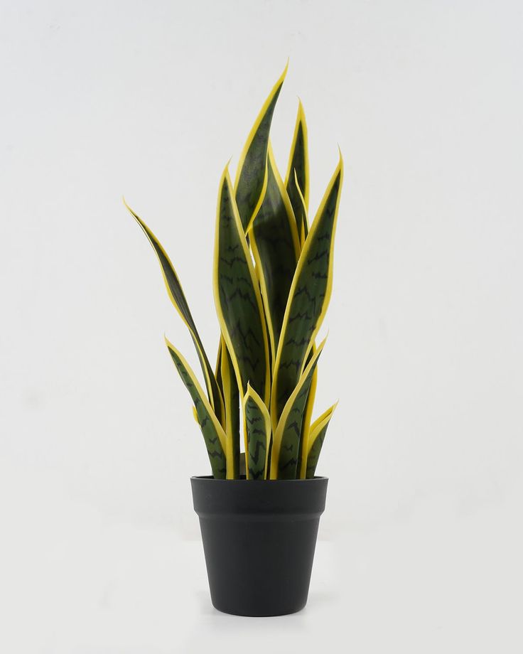 Premium Snake plant (small)
