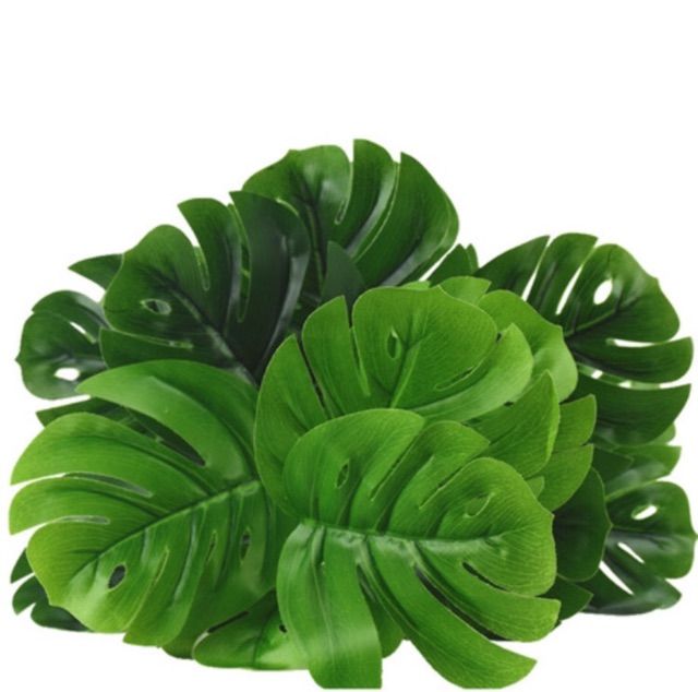 Premium Monstera plant 24 leaves