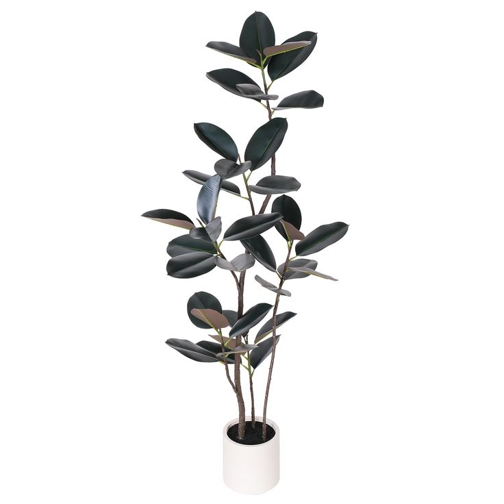 Premium rubber Plant