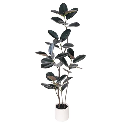Premium rubber Plant