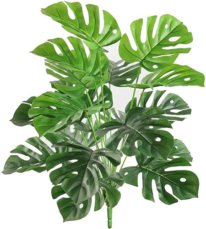 Premium Monstera plant 24 leaves