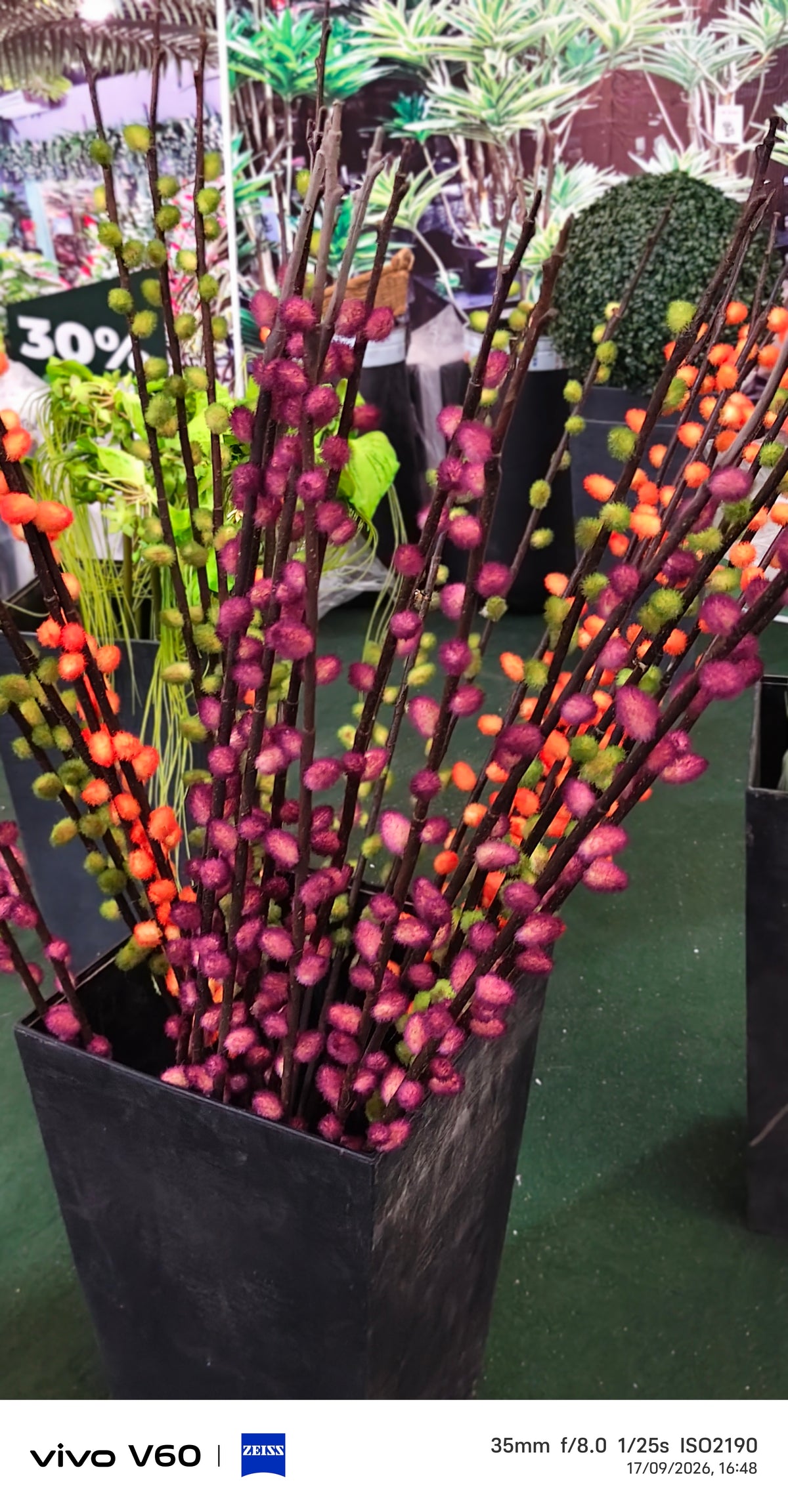 Tall Fuzz Ball Pussy willow stems