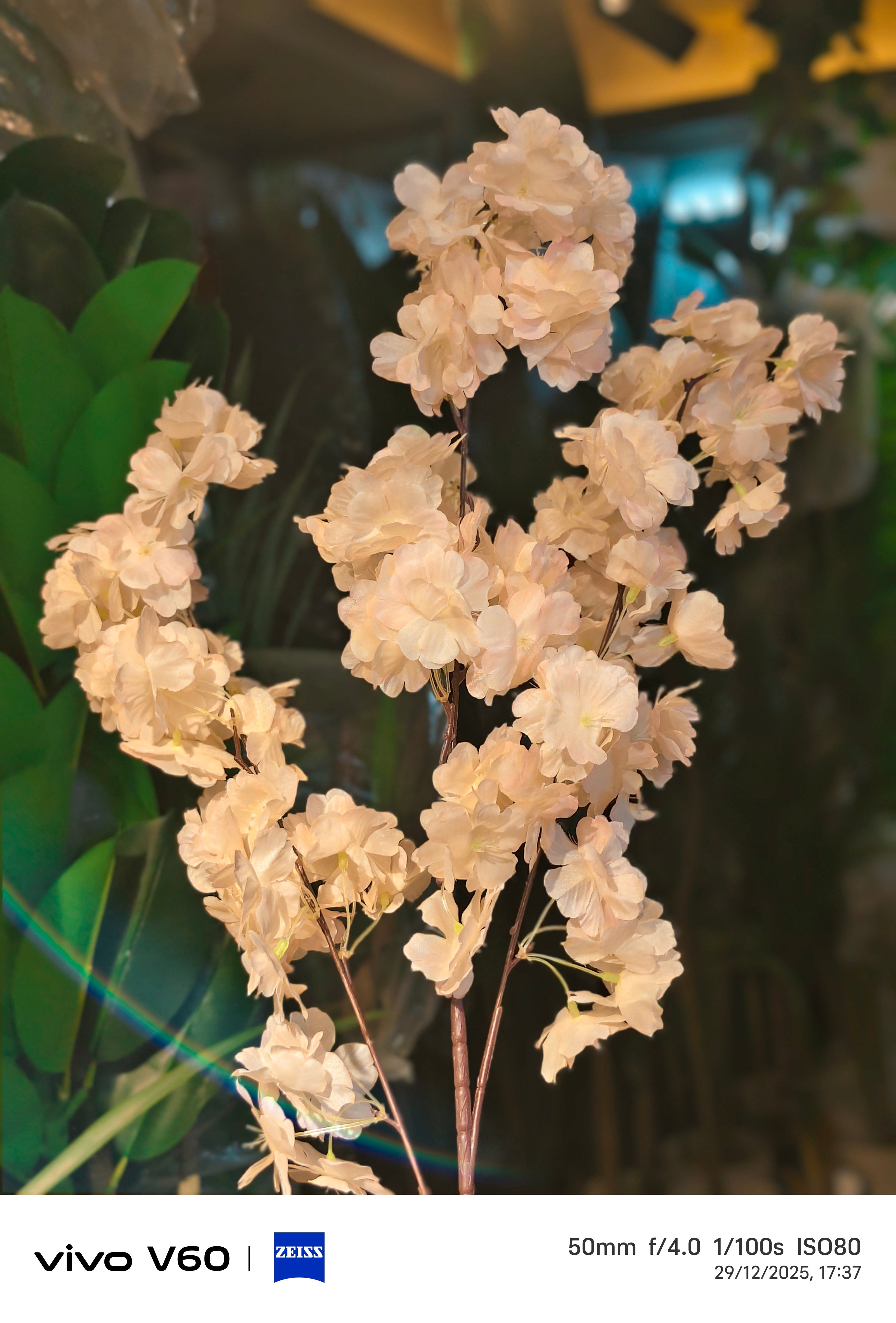 CHERRY blossom Stems