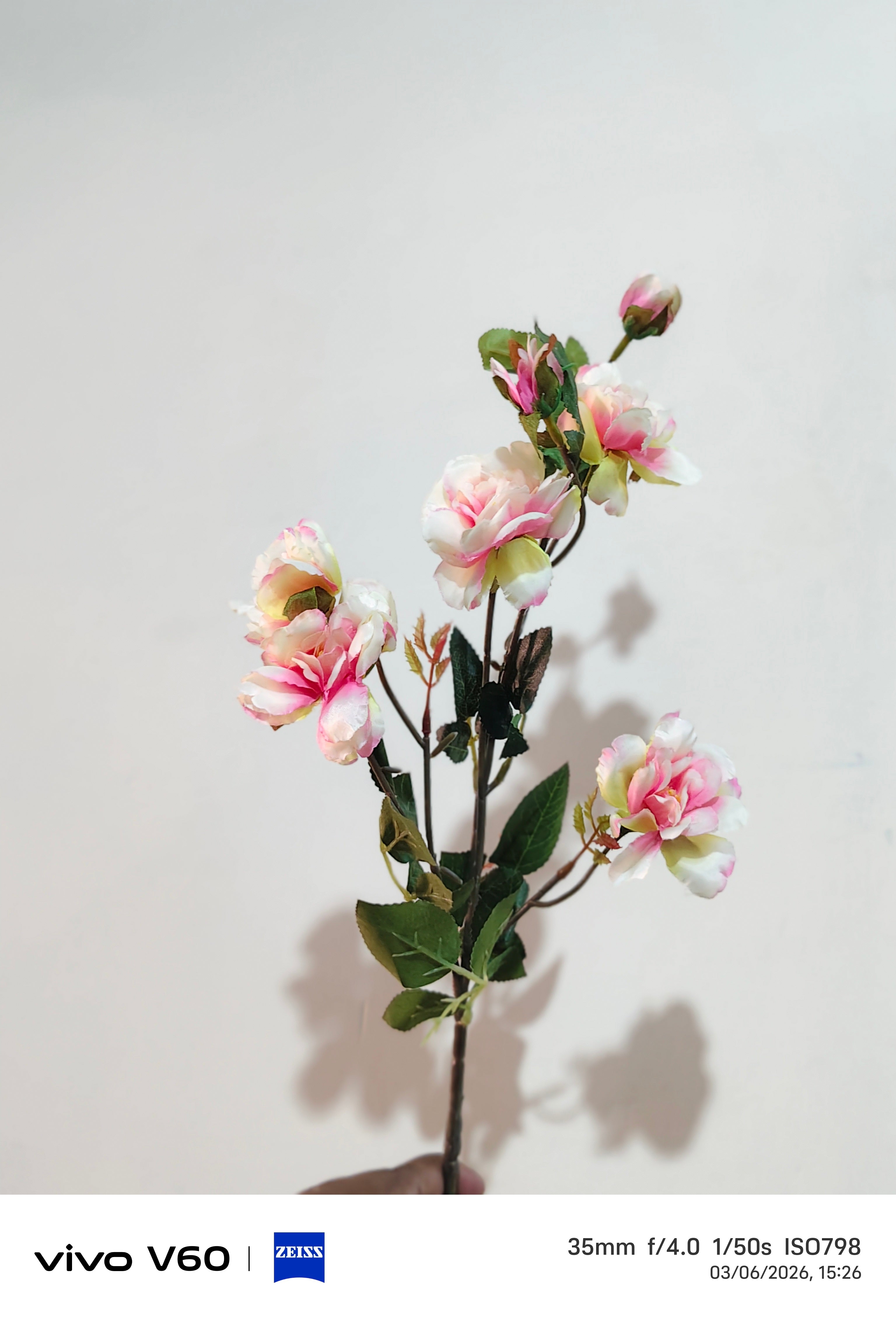 The bloom blossoms stem
