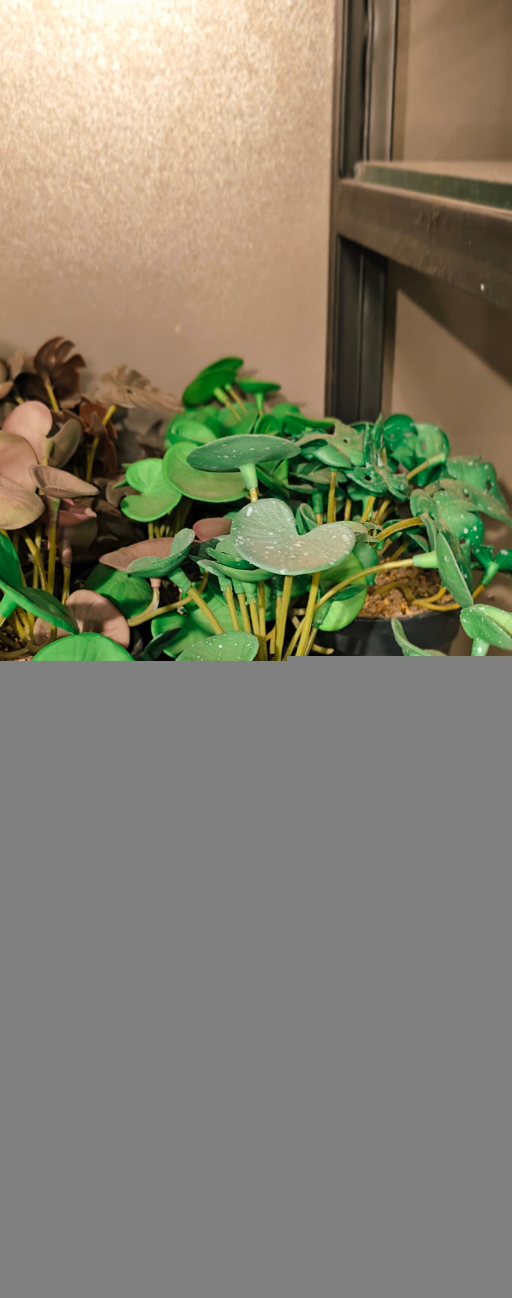 Life-like mini plants