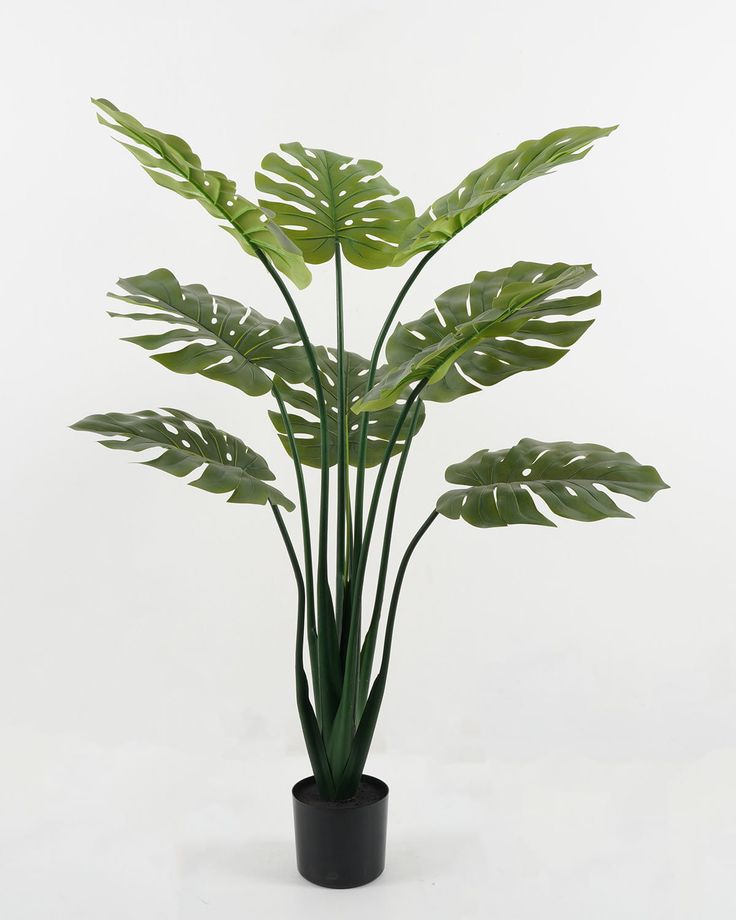 Premium Monstera plant