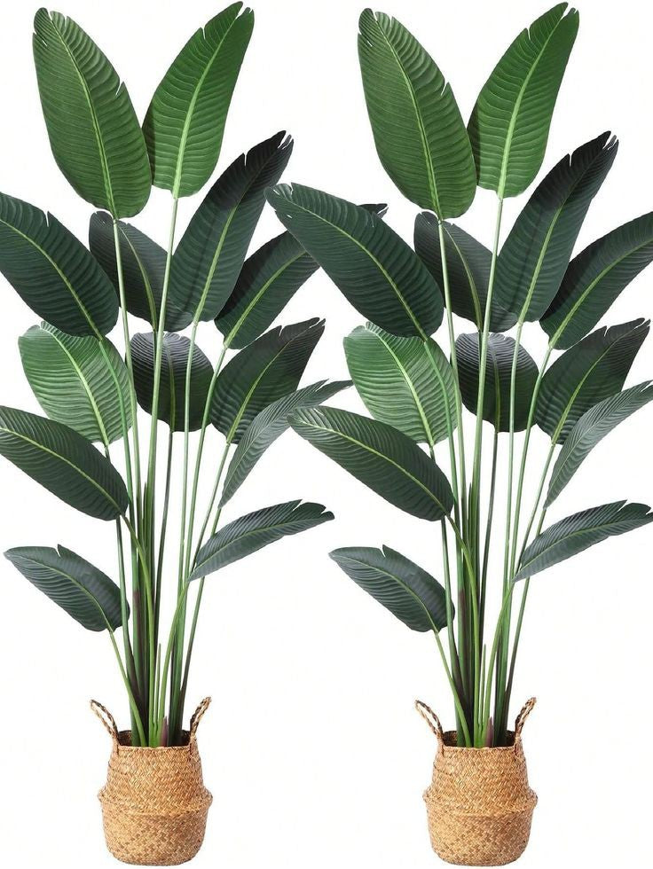 banana leaf palm plant Imported High-end Banana Palm (Plant Only) – Fantasia Florist