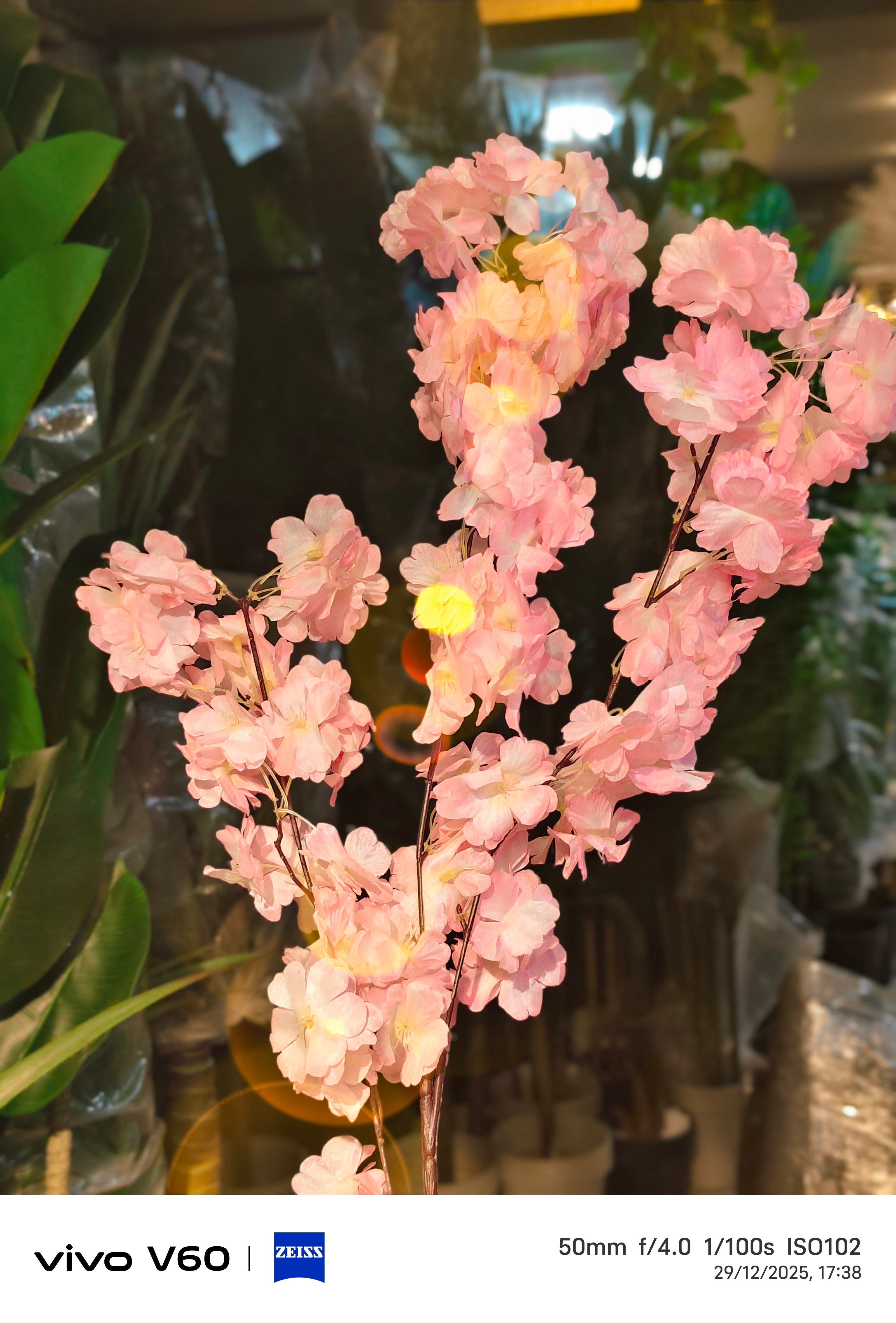 CHERRY blossom Stems