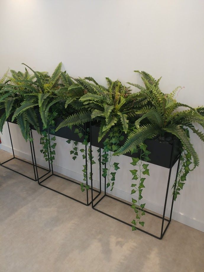 Boston Fern Cascade Planter set
