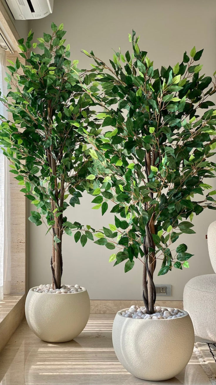 Elysian Ficus tree with textured planter