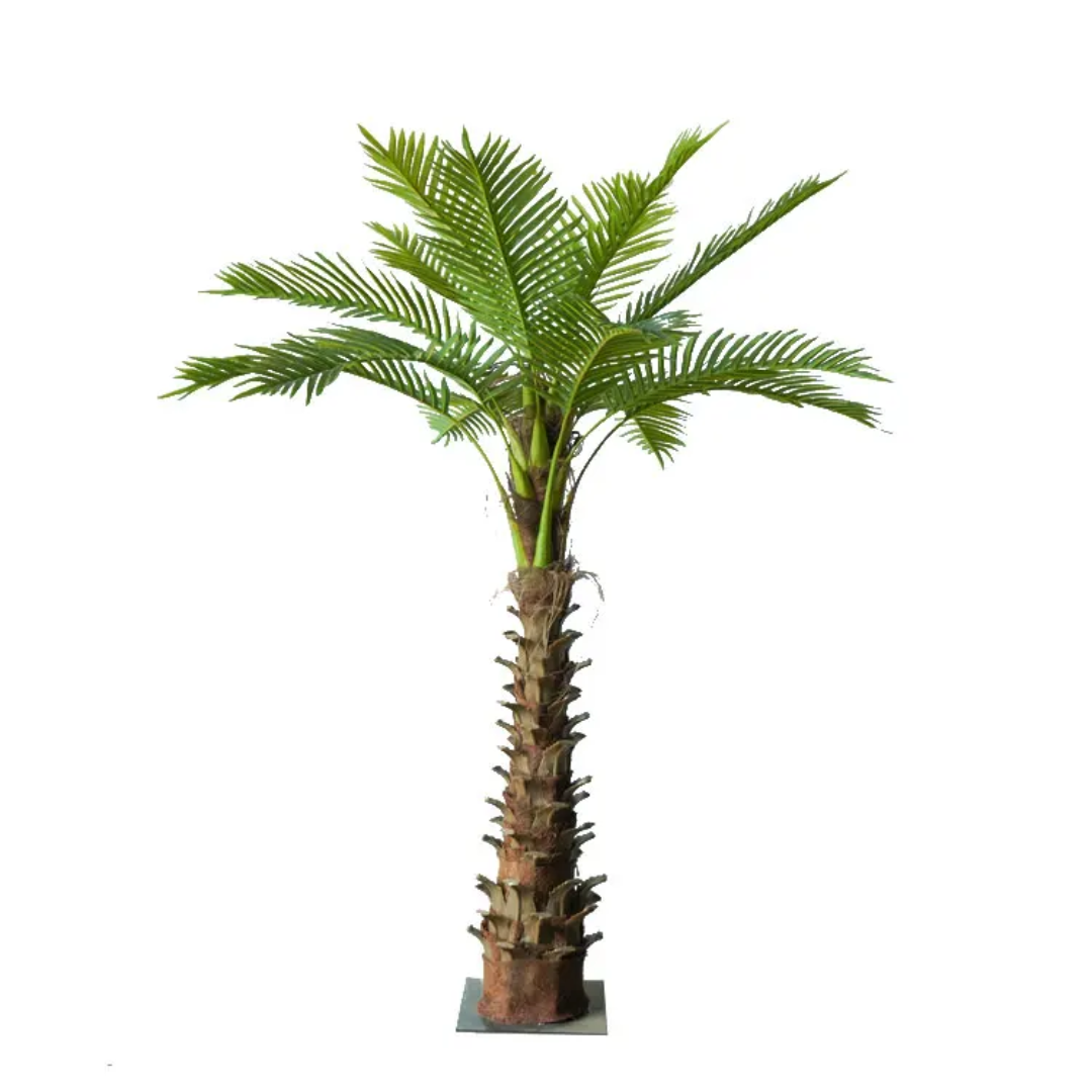 Exclusive Date Palm