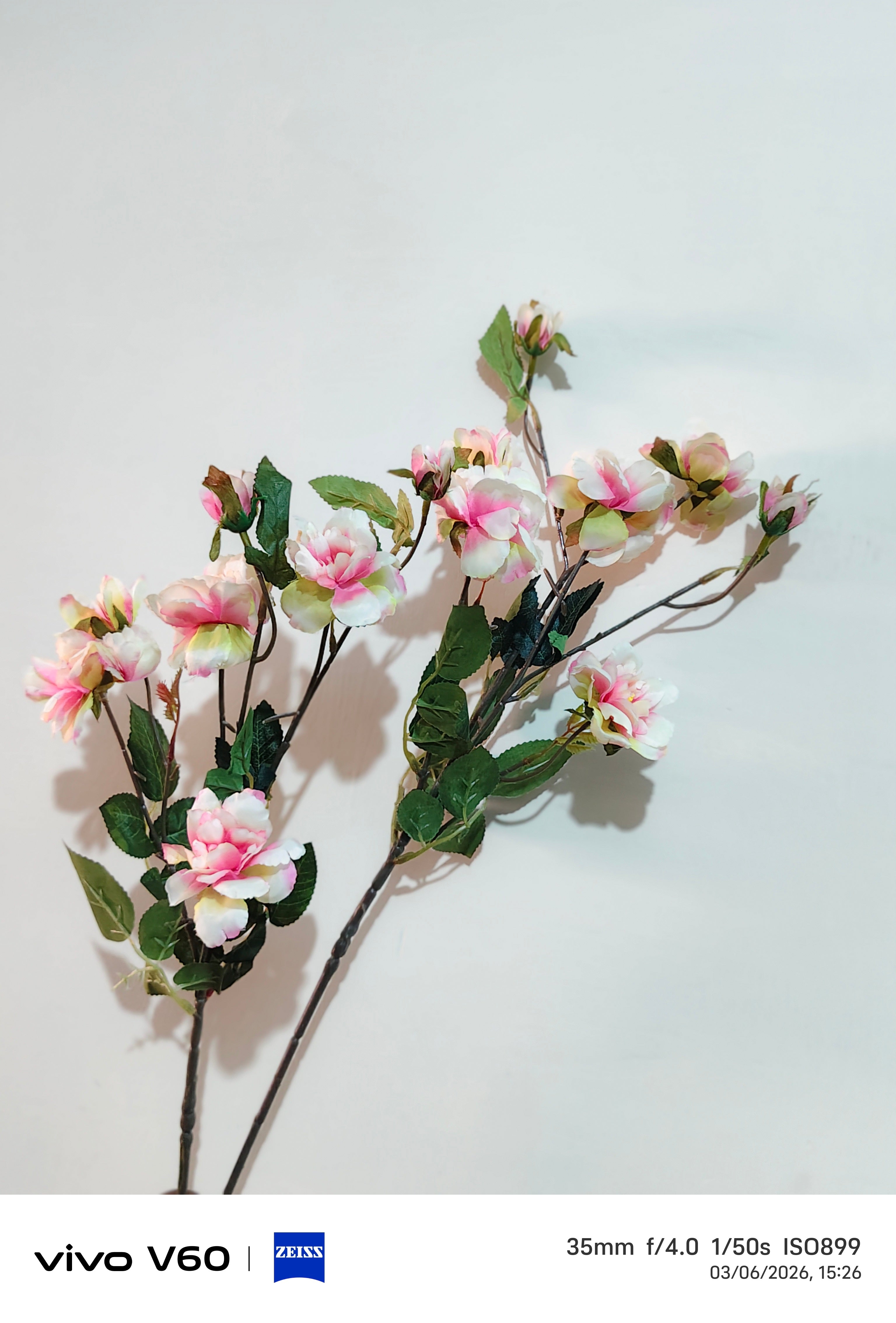 The bloom blossoms stem