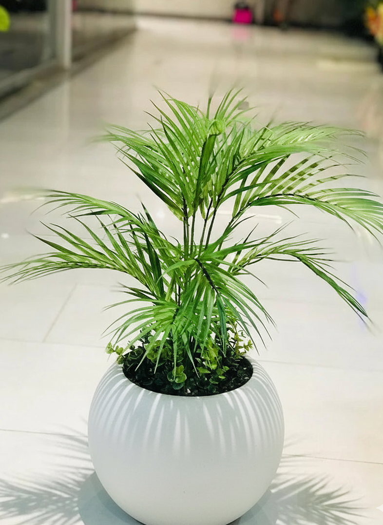 Small Beach Areca With Planter