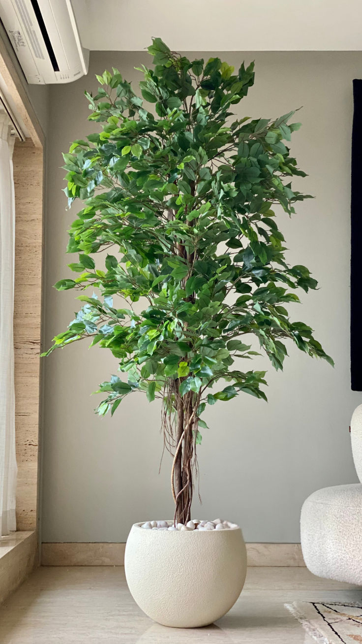 Elysian Ficus tree with textured planter