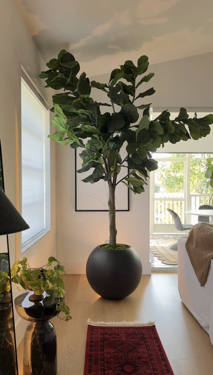 Majestic Fiddle Fig Tree