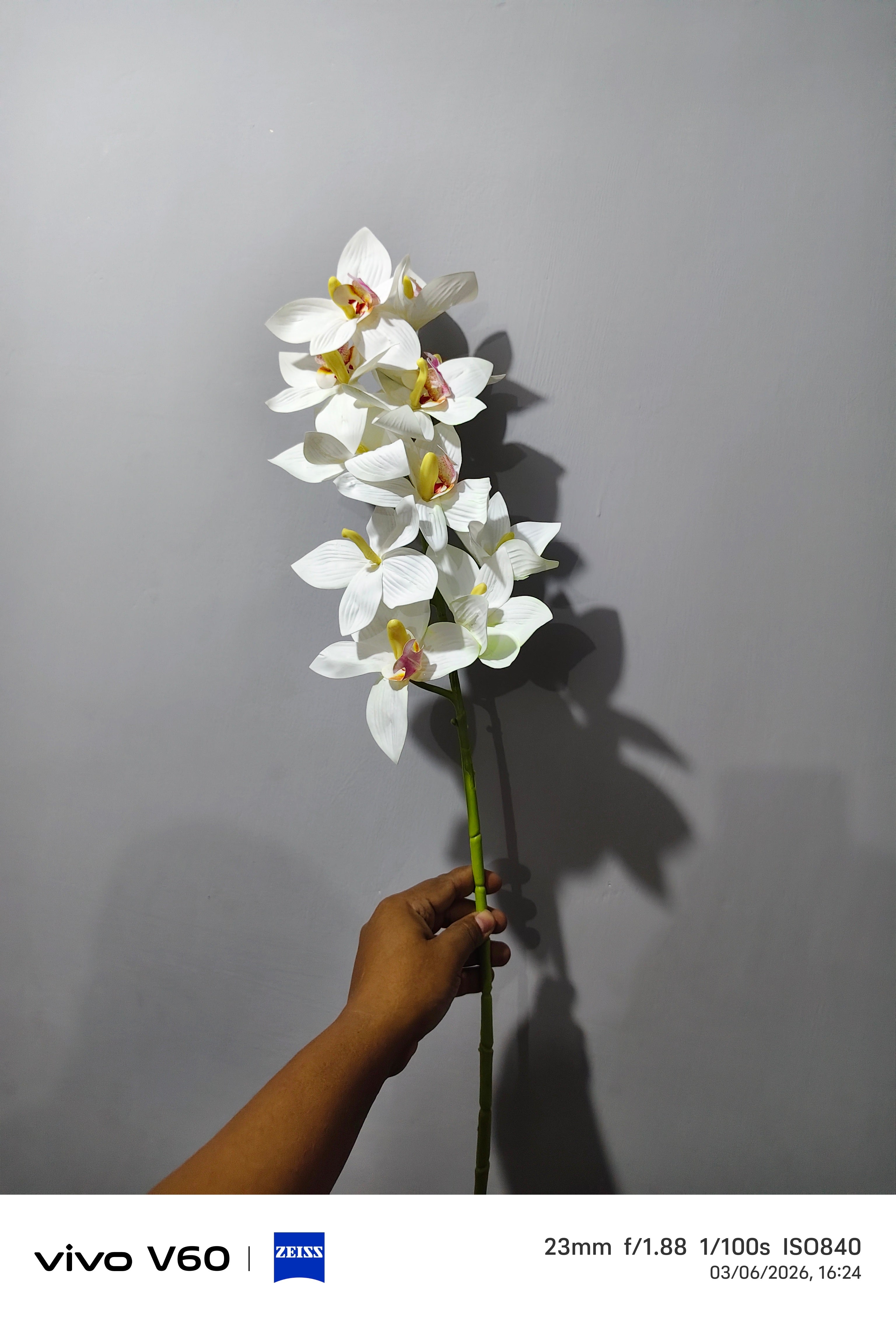 Premium Silk orchid