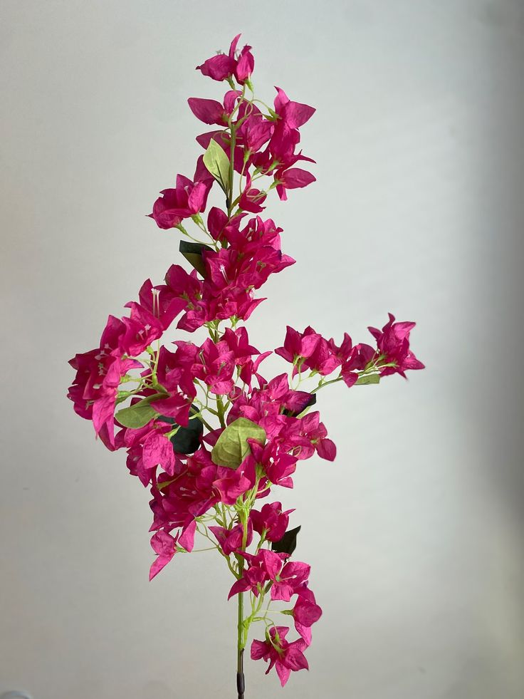 Bougainvilleas stems